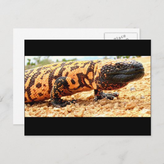 Gila monster briefkaart (Voorkant / Achterkant)