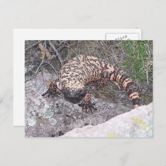 Gila Monster Briefkaart (Voorkant / Achterkant)