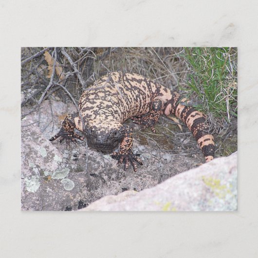 Gila Monster Briefkaart (Voorkant)