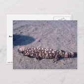 Gila Monster Lizard Briefkaart (Voorkant / Achterkant)