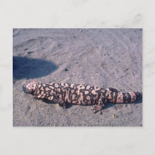Gila Monster Lizard Briefkaart
