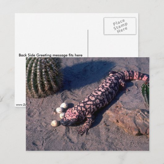 Gila Monster Lizard eetwoestijn Quail-eieren Briefkaart (Voorkant / Achterkant)