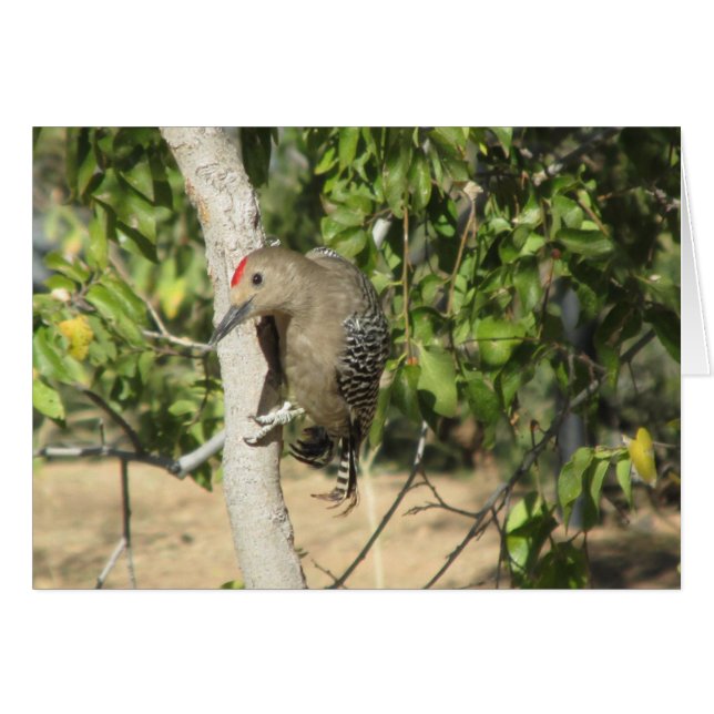 Gila Woodpecker (Voorkant Horizontaal)