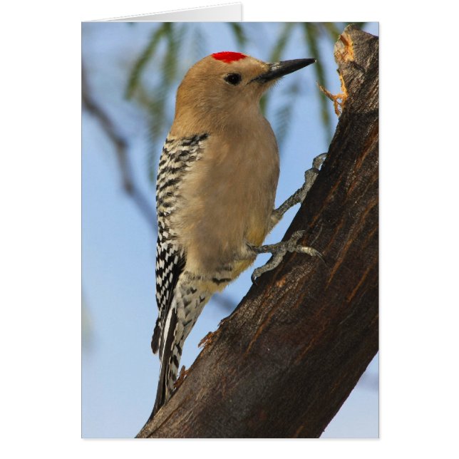 Gila Woodpecker 251a (Voorkant)