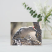 Gila Woodpecker Briefkaart (Staand voorkant)
