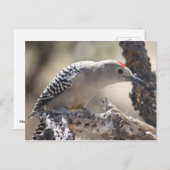 Gila Woodpecker Briefkaart (Voorkant / Achterkant)