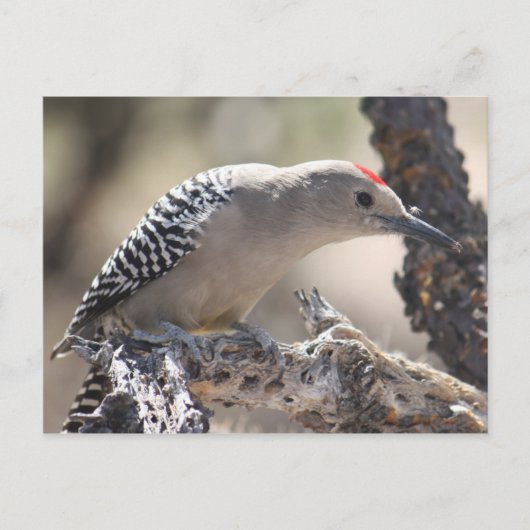 Gila Woodpecker Briefkaart (Voorkant)