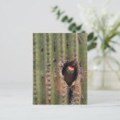 Gila Woodpecker in Saguaro Briefkaart (Staand voorkant)