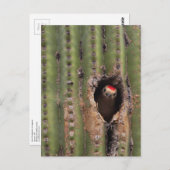 Gila Woodpecker in Saguaro Briefkaart (Voorkant / Achterkant)