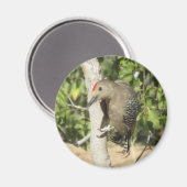 Gila Woodpecker magneet (Voorkant / Achterkant)