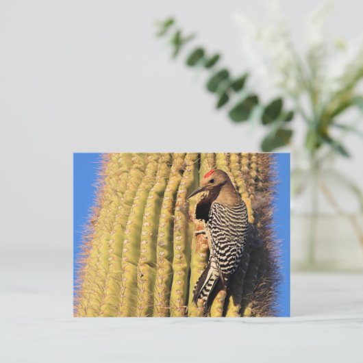 Gila Woodpecker op Saguaro Cactus in Arizona Briefkaart (Staand voorkant)