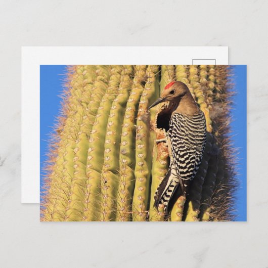 Gila Woodpecker op Saguaro Cactus in Arizona Briefkaart (Voorkant / Achterkant)