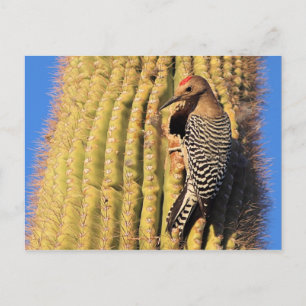 Gila Woodpecker op Saguaro Cactus in Arizona Briefkaart