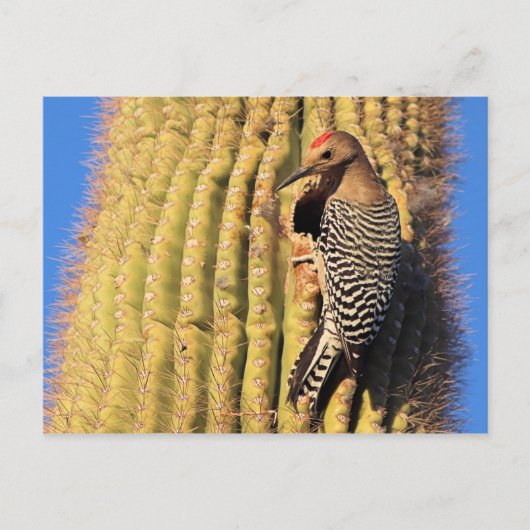Gila Woodpecker op Saguaro Cactus in Arizona Briefkaart (Voorkant)