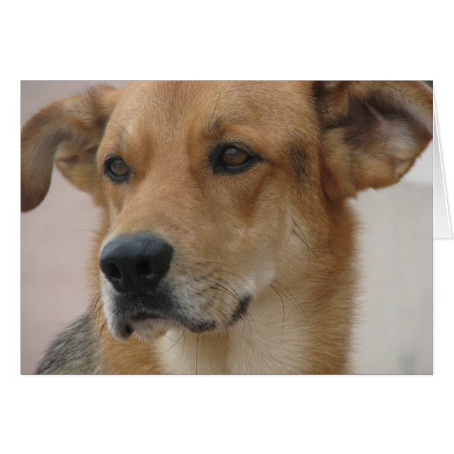 Gilbert (Voorkant Horizontaal)