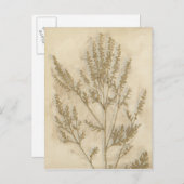 Gilded Foliage II Briefkaart (Voorkant / Achterkant)