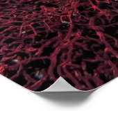 Gili Cuttlefish Poster (Hoek)