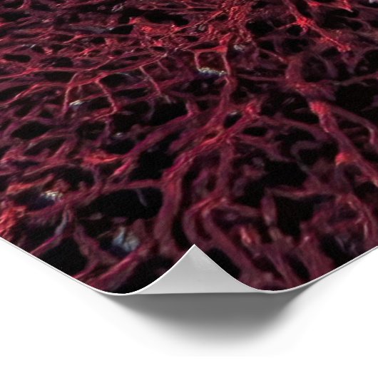 Gili Cuttlefish Poster (Hoek)