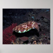 Gili Cuttlefish Poster (Voorkant)