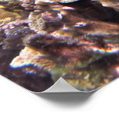 Gili Green Turtle Poster (Hoek)