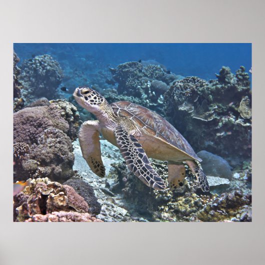Gili Green Turtle Poster (Voorkant)