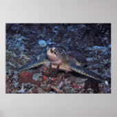 Gili Green Turtle Poster (Voorkant)