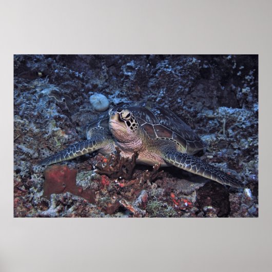 Gili Green Turtle Poster (Voorkant)