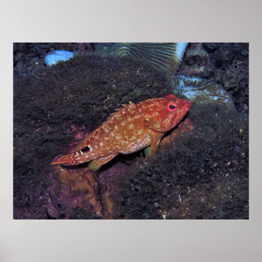 Gili T Scorpionfish Poster (Voorkant)