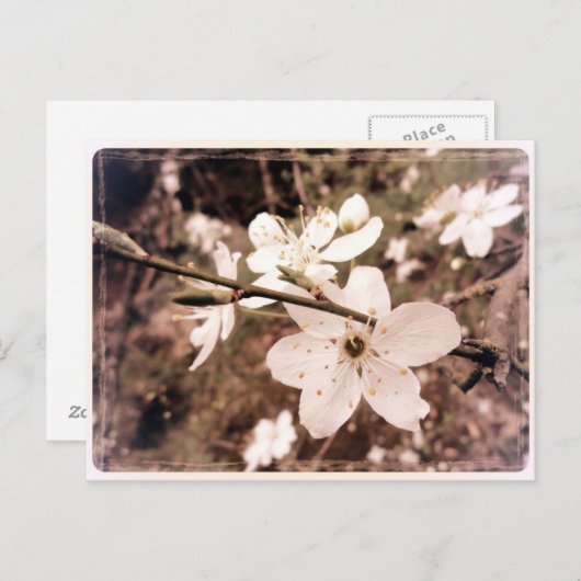 Gilroy, California, Briefkaart van mDarkPoet (Voorkant / Achterkant)