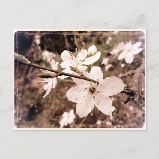 Gilroy, California, Briefkaart van mDarkPoet (Voorkant)