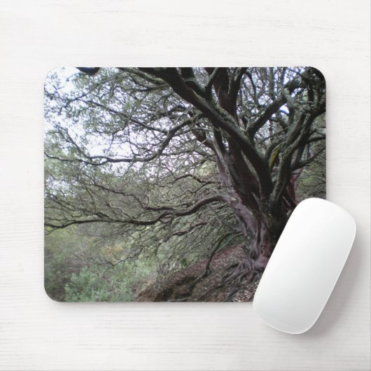 Gilroy Hot Springs - manzanita tree - mousepad Muismat (Met muis)