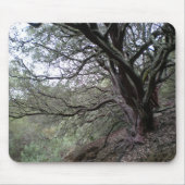 Gilroy Hot Springs - manzanita tree - mousepad Muismat (Voorkant)