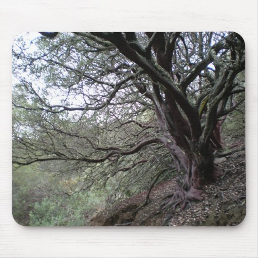 Gilroy Hot Springs - manzanita tree - mousepad Muismat (Voorkant)