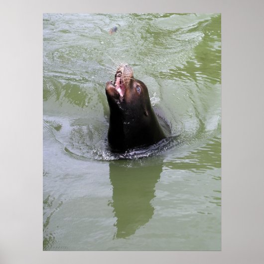 Gimme Fish.. NU Poster (Voorkant)