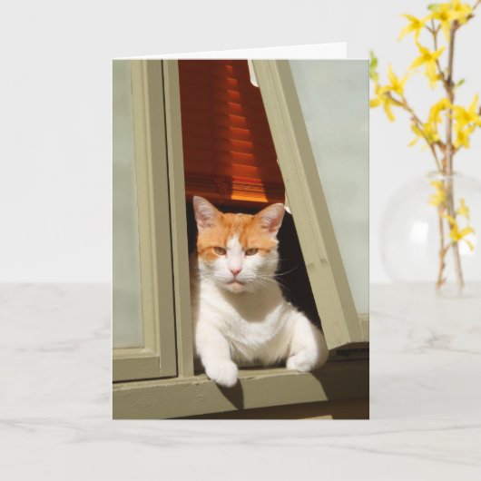 Ginger and white cat sitting at the window kaart (Gele Bloem)