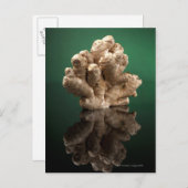 Ginger Briefkaart (Voorkant / Achterkant)