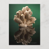 Ginger Briefkaart (Voorkant)