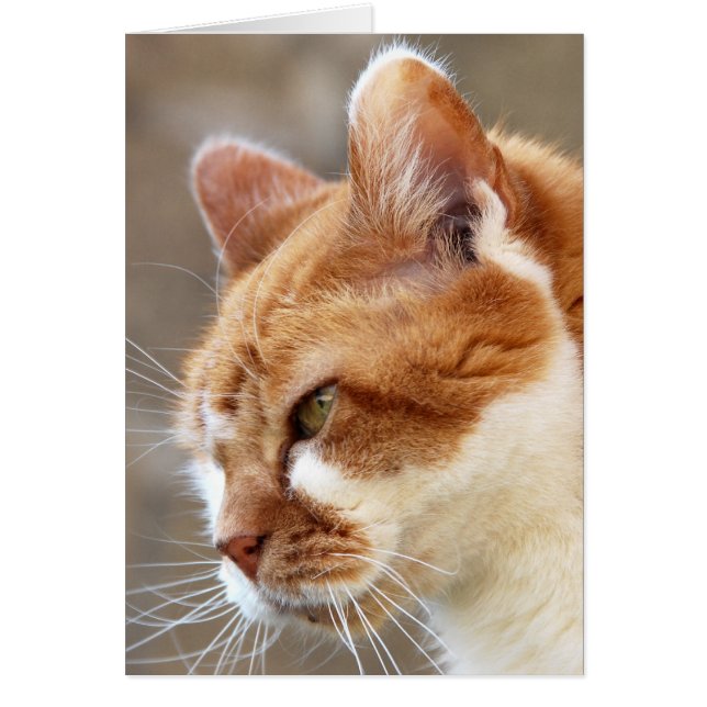 Ginger Cat (Voorkant)