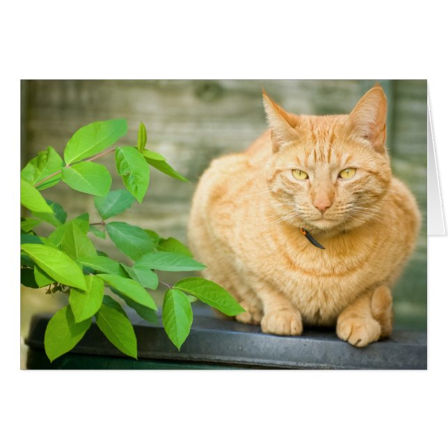 Ginger Cat (Voorkant Horizontaal)