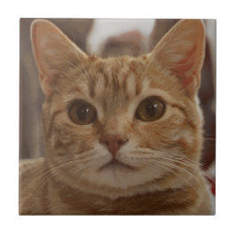 Ginger cat bruine ogen tegeltje