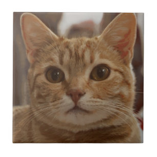 Ginger cat bruine ogen tegeltje