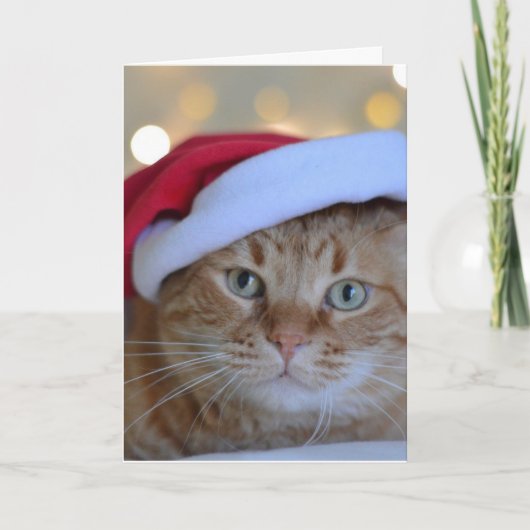 GINGER CAT CHRISTMAS-KAART FEESTDAGEN KAART (Voorkant)