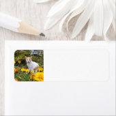 Ginger cat etiket (Insitu)