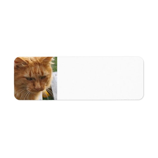 Ginger cat etiket (Voorkant)