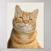 Ginger cat groene ogen poster (Voorkant)