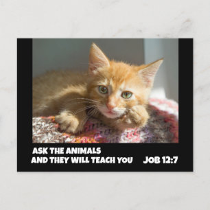 GINGER CAT VERZOEKT DE DIEREN 12:7 BIBEL VERSE TAA BRIEFKAART