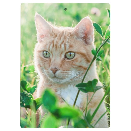 Ginger Cat with Green Eyes in Grass Klembord (Achterkant)