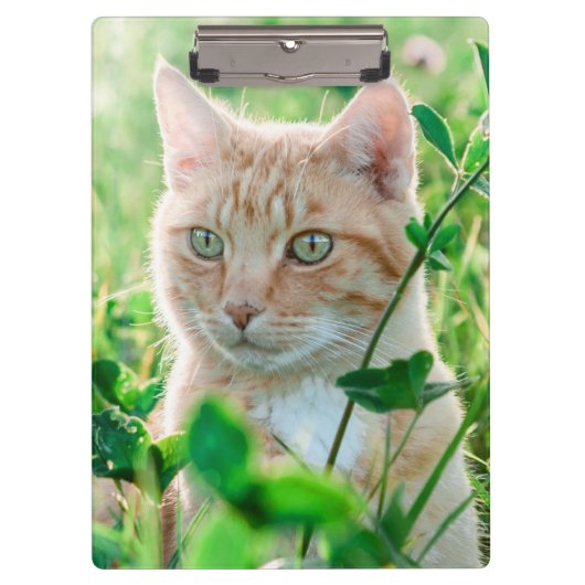 Ginger Cat with Green Eyes in Grass Klembord (Voorkant)