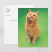Ginger cat zit op, kijkt omhoog briefkaart (Voorkant / Achterkant)
