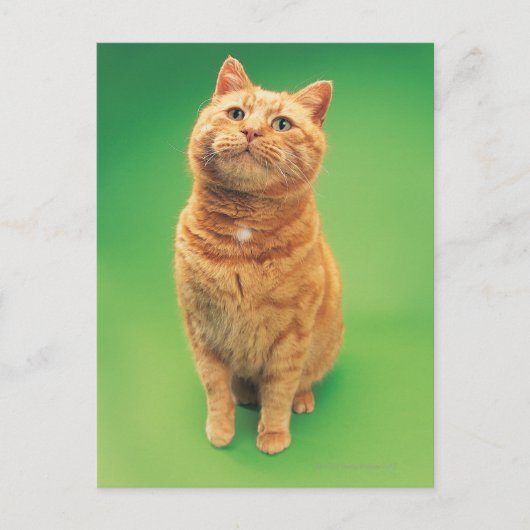 Ginger cat zit op, kijkt omhoog briefkaart (Voorkant)